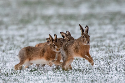 European Hare - Haas - Lepus europaeus