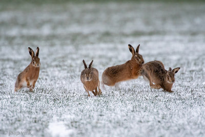 European Hare - Haas - Lepus europaeus