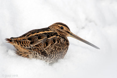 Common Snipe - Watersnip - Gallinago gallinago