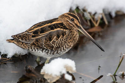 Common Snipe - Watersnip - Gallinago gallinago