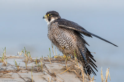 Peregrine - Slechtvalk - Falco peregrinus