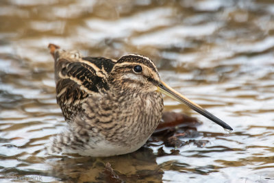 Common Snipe - Watersnip - Gallinago gallinago