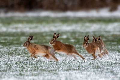 European Hare - Haas - Lepus europaeus