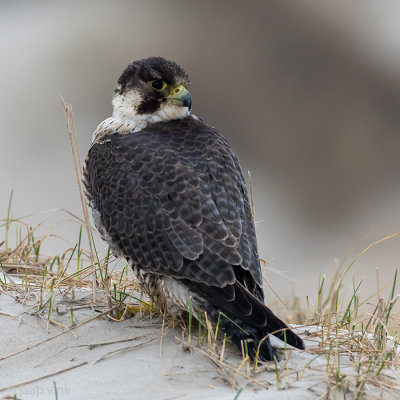 Peregrine - Slechtvalk - Falco peregrinus