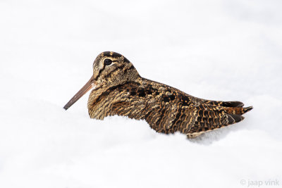 Eurasian Woodcock - Houtsnip - Scolopax rusticola