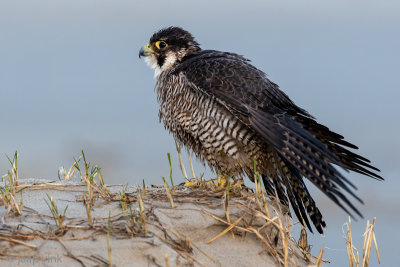 Peregrine - Slechtvalk - Falco peregrinus