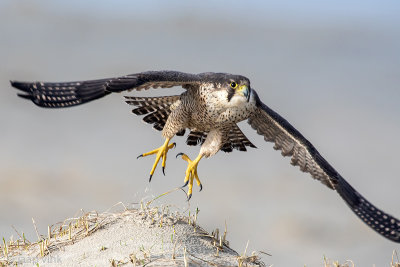 Peregrine - Slechtvalk - Falco peregrinus