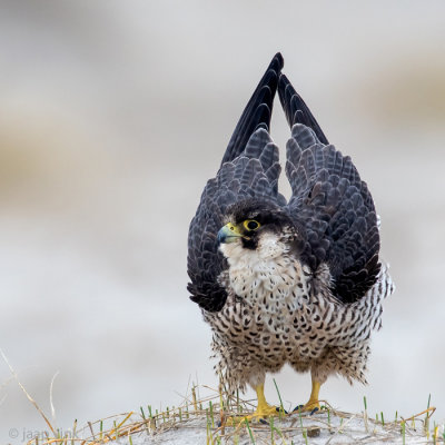 Peregrine - Slechtvalk - Falco peregrinus