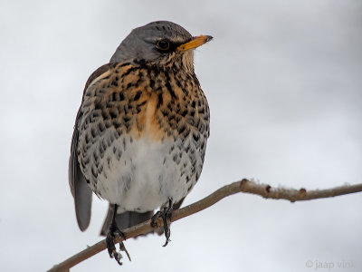 Fieldfare - Kramsvogel - Turdus pilaris