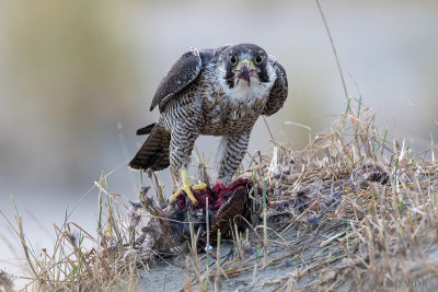 Peregrine - Slechtvalk - Falco peregrinus