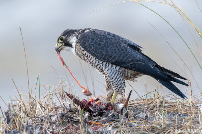 Peregrine - Slechtvalk - Falco peregrinus