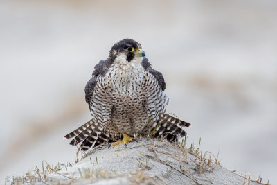 Peregrine - Slechtvalk - Falco peregrinus