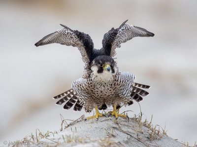 Peregrine - Slechtvalk - Falco peregrinus