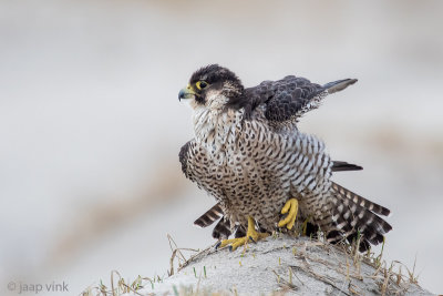 Peregrine - Slechtvalk - Falco peregrinus