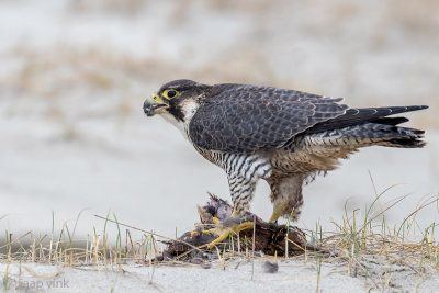 Peregrine - Slechtvalk - Falco peregrinus