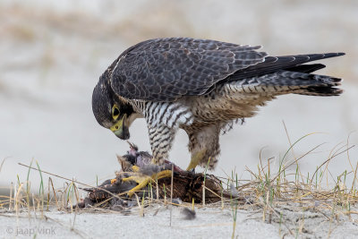 Peregrine - Slechtvalk - Falco peregrinus