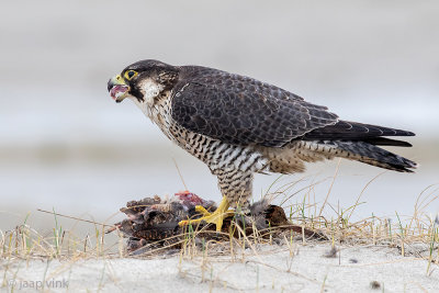 Peregrine - Slechtvalk - Falco peregrinus