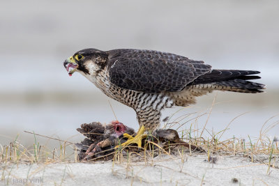 Peregrine - Slechtvalk - Falco peregrinus