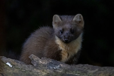 European Pine Marten - Boommarter - Martes martes
