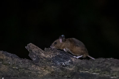 Wood mouse - Bosmuis -  Apodemus sylvaticus