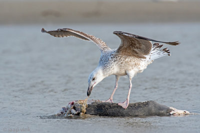 Great Black-backed Gull - Grote Mantelmeeuw - Larus marinus