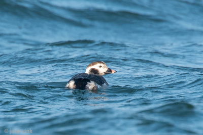 Long-tailed Duck - IJseend - Clangula hyemalis