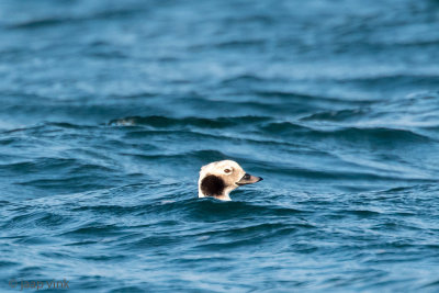 Long-tailed Duck - IJseend - Clangula hyemalis