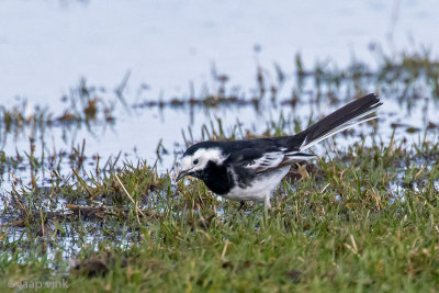 Pied Wagtail - Rouwkwikstaart - Motacilla alba yarrellii