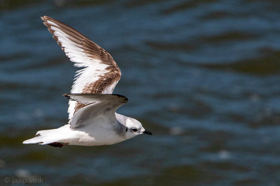 Rosss Gull - Ross Meeuw - Rhodostethia rosea