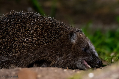 Hedgehog - Egel - Erinaceus europaeus