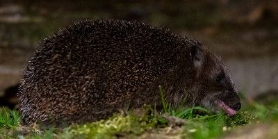 Hedgehog - Egel - Erinaceus europaeus
