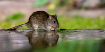 Brown Rat - Bruine Rat - Rattus norvegicus