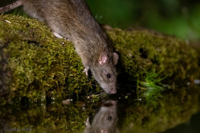 Brown Rat - Bruine Rat - Rattus norvegicus