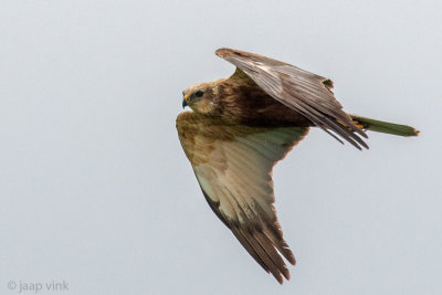 Western Marsh Harrier - Bruine Kiekendief - Circus aeruginosus