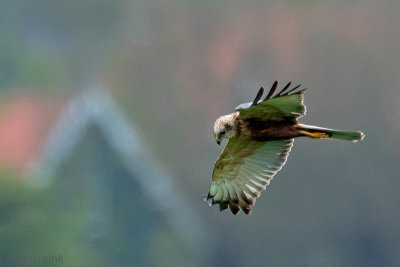 Western Marsh Harrier - Bruine Kiekendief - Circus aeruginosus