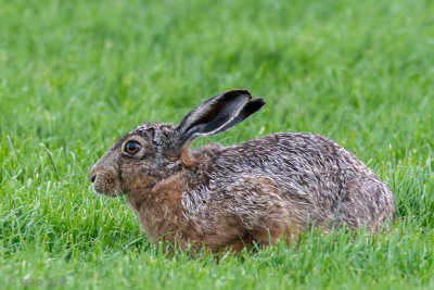 European Hare - Haas - Lepus europaeus