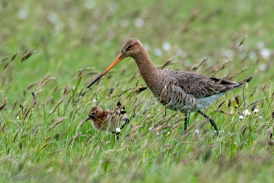 Netherlands, Terschelling: Black-tailed Godwit