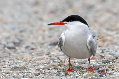 Common Tern - Visdief -  Sterna hirundo
