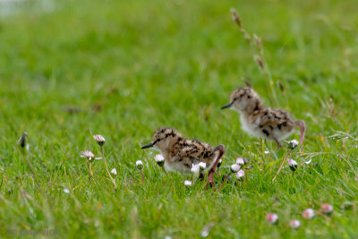 Common Redshank - Tureluur - Tringa totanus