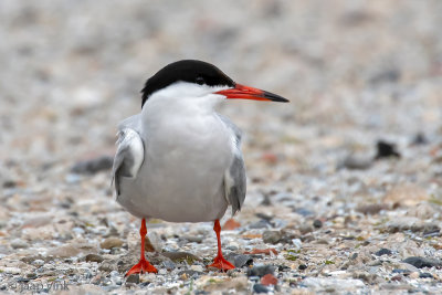 Common Tern - Visdief -  Sterna hirundo