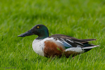 Northern Shoveler - Slobeend - Spatula clypeata