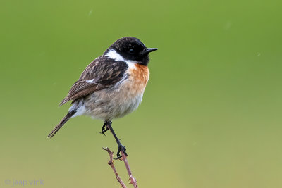 European Stonechat - Roodborsttapuit - Saxicola rubicola