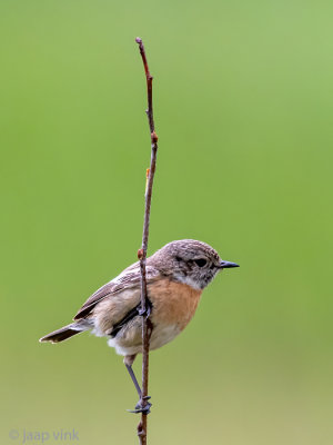 European Stonechat - Roodborsttapuit - Saxicola rubicola