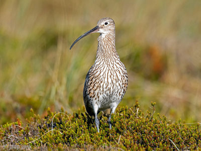 Eurasian Curlew - Wulp - Numenius arquata