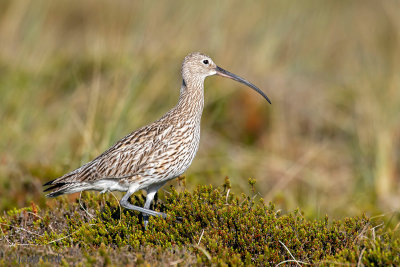 Eurasian Curlew - Wulp - Numenius arquata