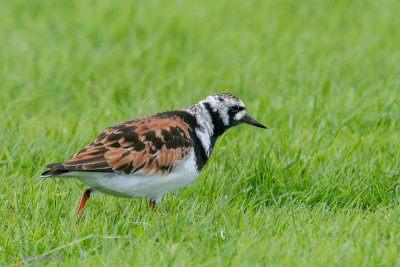 Ruddy Turnstone - Steenloper - Arenaria interpres