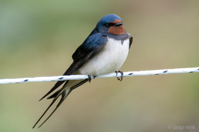 Barn Swallow - Boerenzwaluw - Hirundo rustica