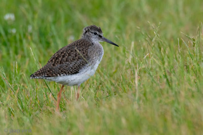 Common Redshank - Tureluur - Tringa totanus