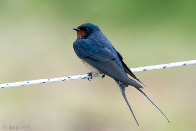 Barn Swallow - Boerenzwaluw - Hirundo rustica