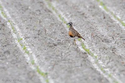 Eurasian Dotterel - Morinelplevier - Charadrius morinellus